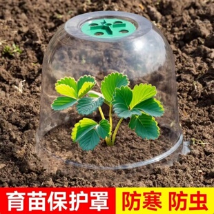 PET熟料升级加厚防鸟罩幼苗保护罩免受大棚鸟类霜冻伤害育苗保护