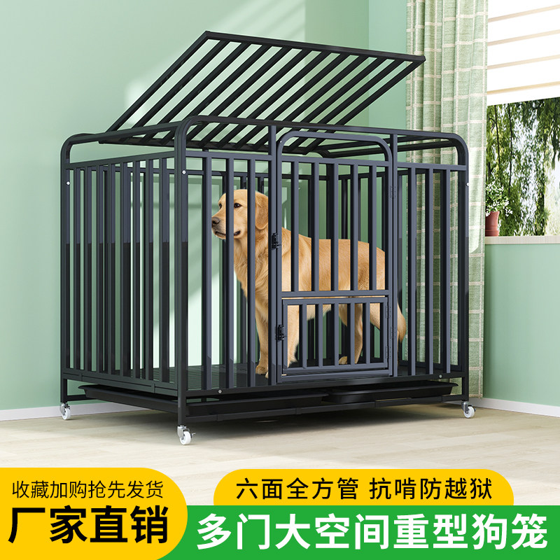 中型犬狗笼子狗小丫金毛图片