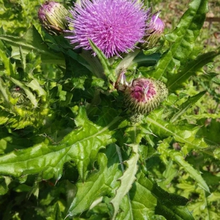 新鲜大蓟根云南马刺根500g包邮恶鸡婆刺萝卜刺儿菜根炖汤中药材