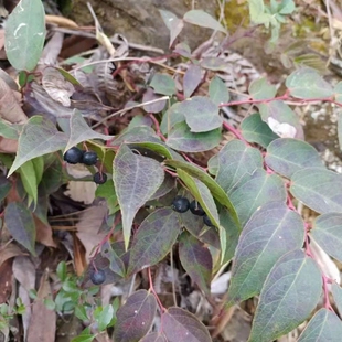 云南生态透骨香中药材滇白珠透骨草全株满山香泡酒泡酒卤料新鲜