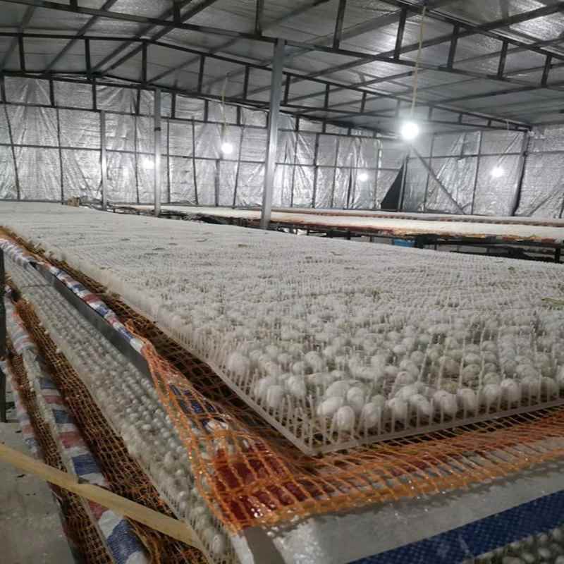 蚕宝宝结茧架结茧网蚕结茧架蚕网结茧用格子结茧用格子方格族架子