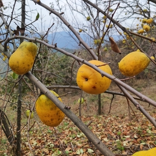 柠檬味香水木瓜车载闻香木瓜纯天然香薰木瓜