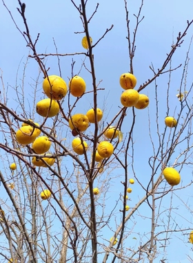 秦岭一木闻香木瓜野生酸涩青黄木瓜泡酒煲汤食用香木瓜装饰品木瓜