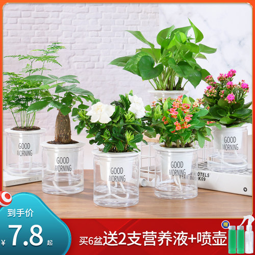 多肉植物水培价格 多肉植物水培图片 星期三