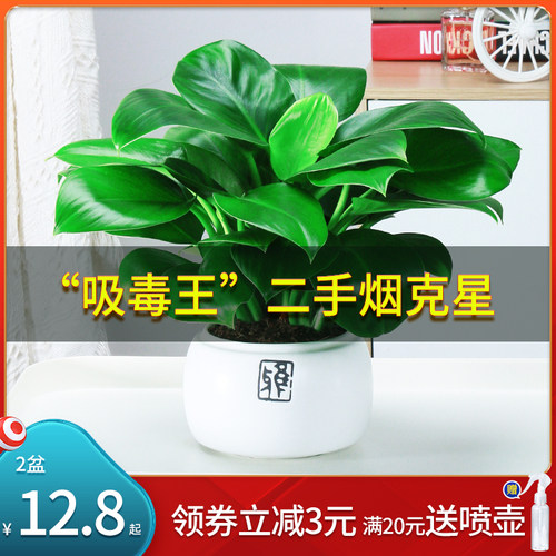 万年青盆栽多少钱 万年青盆栽价格 小麦优选