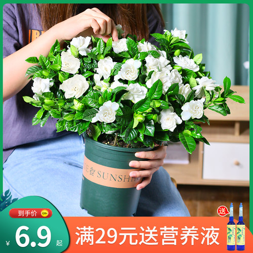 盆栽植物栀子花价格 盆栽植物栀子花图片 星期三
