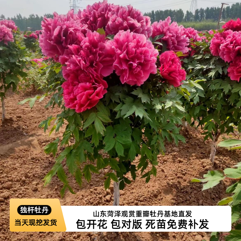 山东菏泽独杆牡丹花苗老桩
