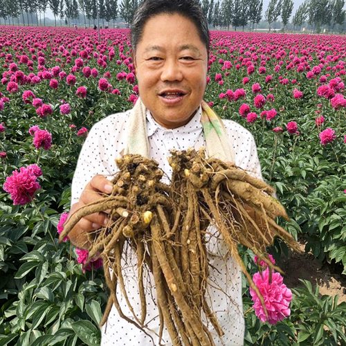 重瓣观赏芍药花苗种根