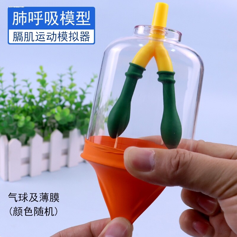 肺呼吸模型初中生物diy人体器官肋间肌舒缩胸腔变化运动膈肌模拟