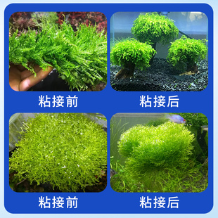 水草胶专用粘石头假山盆景底座造景鱼缸珊瑚杜鹃根沉木胶水快干强力固定发泡莫斯水族水景植物骨架速干粘合剂