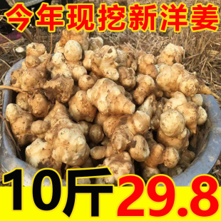 现挖新鲜野生洋姜10斤鬼子姜脆甜阳菊芋不辣酱菜腌菜泡菜农家自种