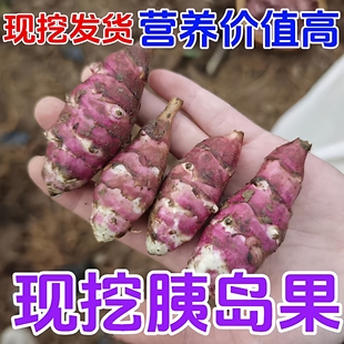 胰岛果新鲜现挖红皮野生菊芋果茶红果鬼子姜东北紫皮纯紫色洋姜