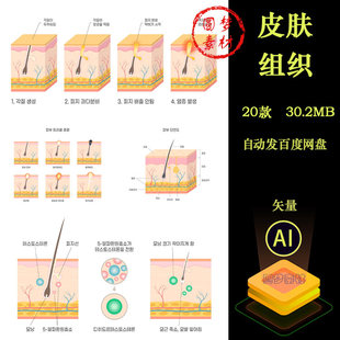 面部皮肤保养护理皮下组织结构毛孔汗毛油头示意图插画AI矢量素材