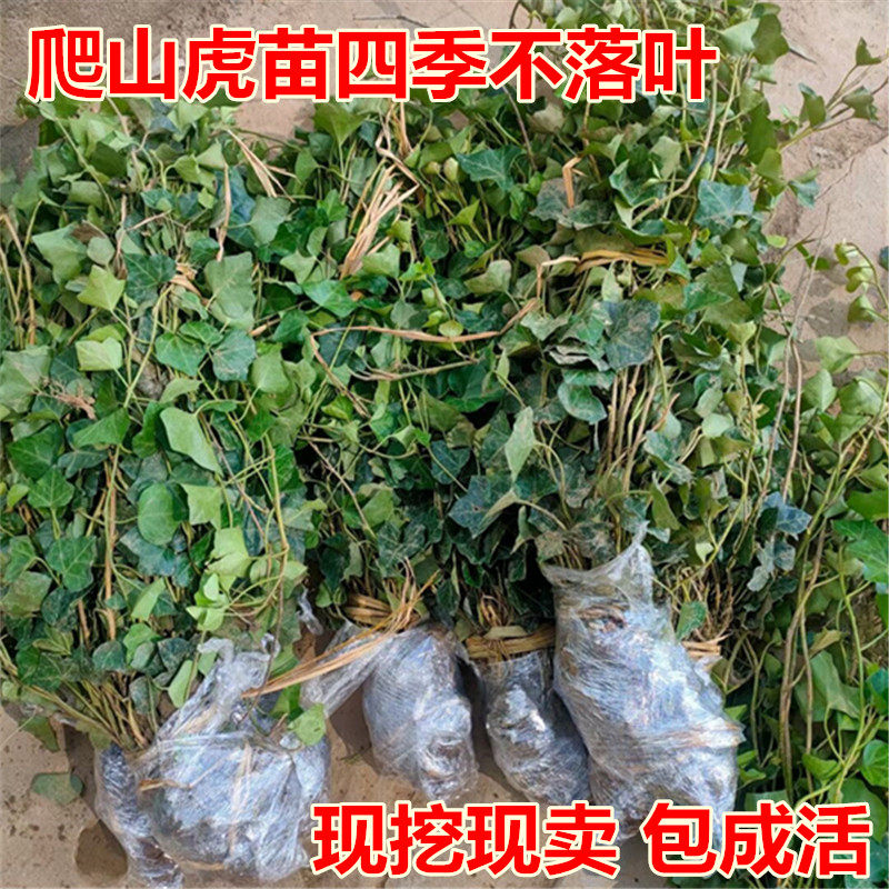 常春藤爬山虎苗爬藤绿植四季长青