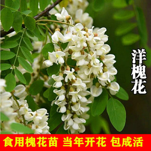 食用洋槐树苗 香槐花 刺槐树苗庭院植物黄槐花 红槐花可以食用