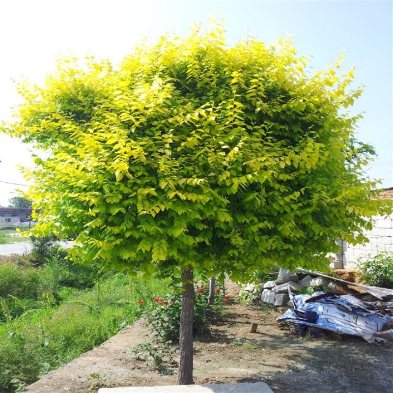 金叶榆树苗黄金榆苗榆钱树中华金叶榆叶金黄色庭院风景树基地直销