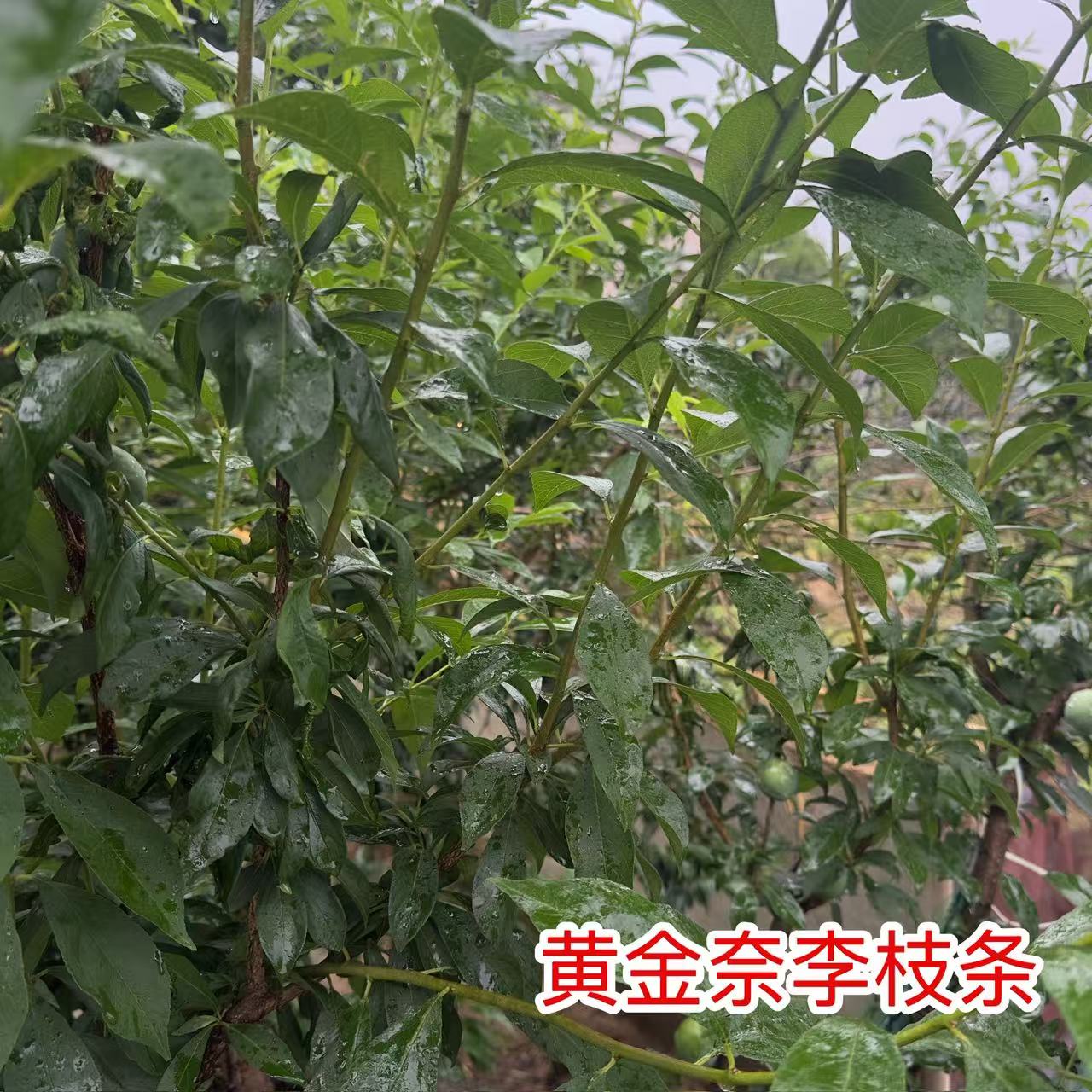 新品种奈黄金李奶李凤凰李蜂糖李青脆李嫁接使用新鲜接穗枝条