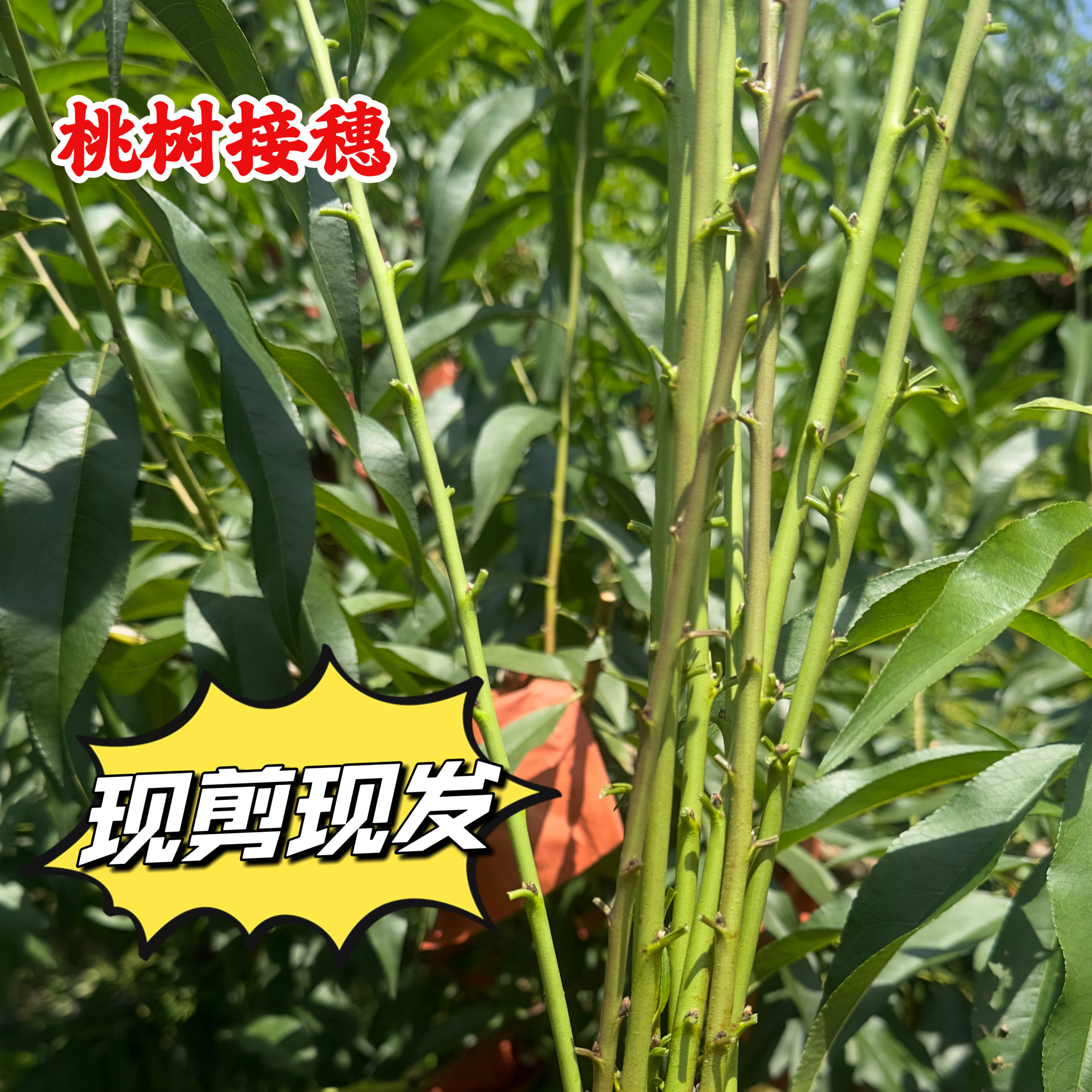 新品种桃树接穗黄桃枝条油桃蟠桃血桃树冬桃接穗嫁接使用新鲜枝条