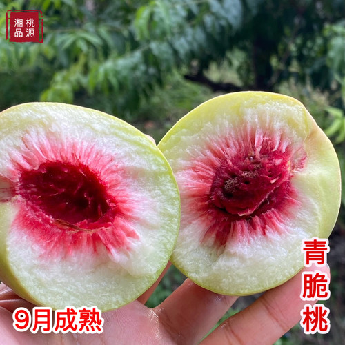 正宗青脆桃树苗嫁接晚熟高产