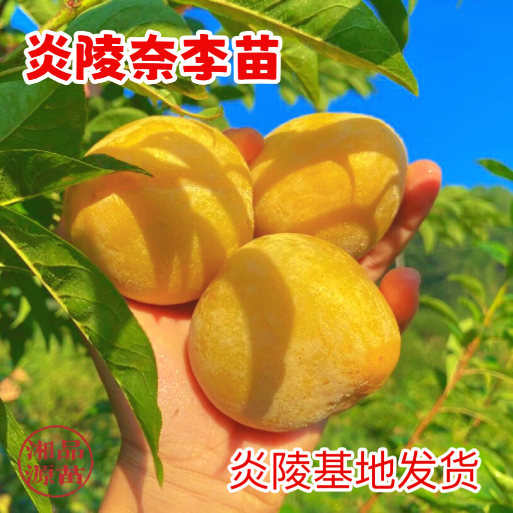 炎陵奈李苗嫁接李子落叶脱骨李