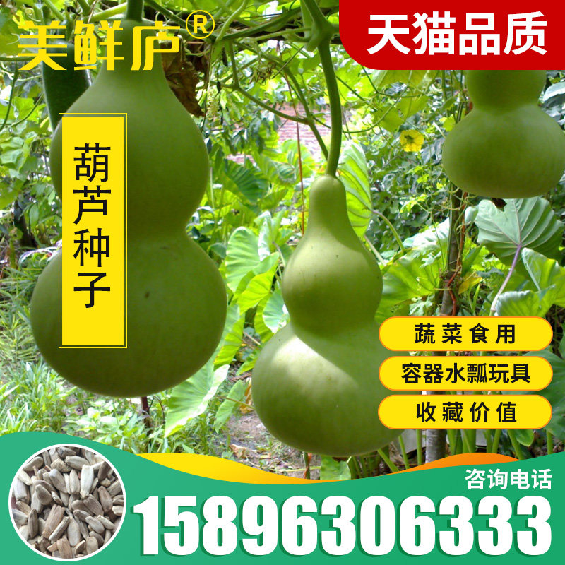 葫芦种子庭院瓢瓠子匏天然巨型特大济公宝葫芦种子爻水食用菜葫芦