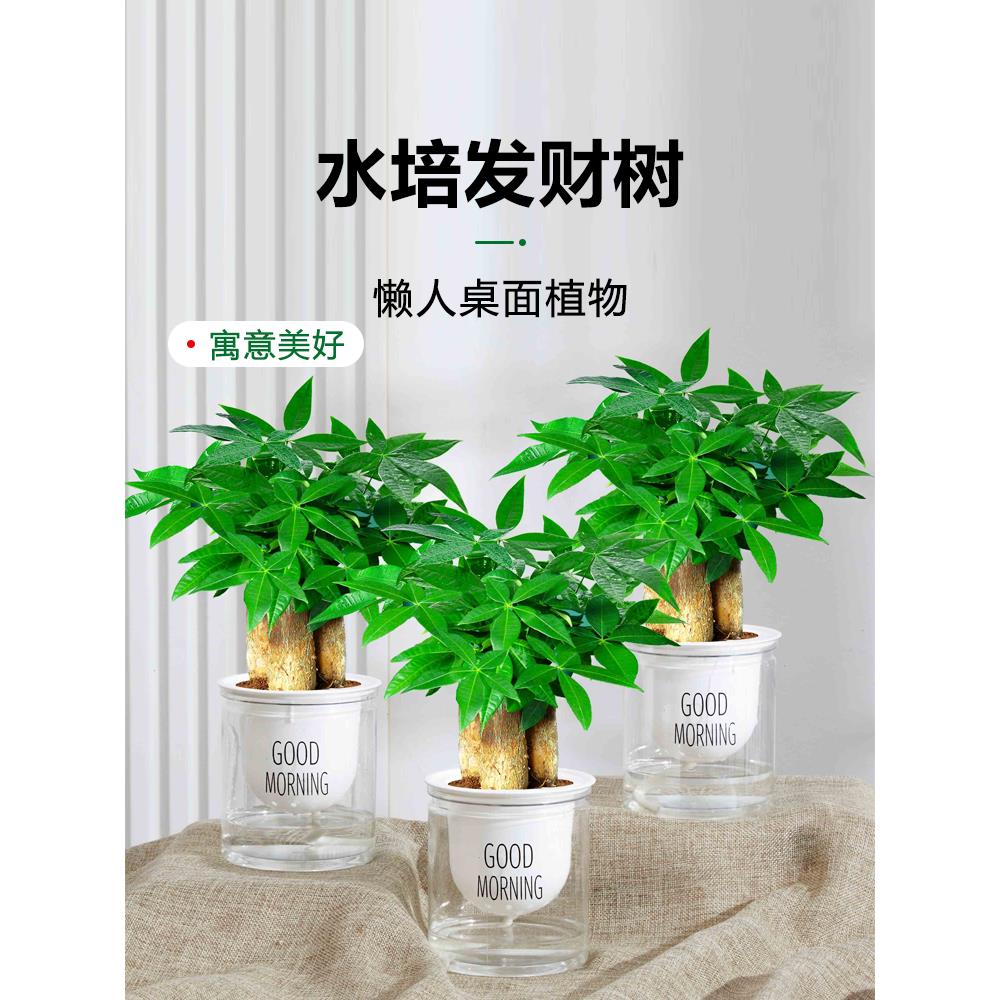 水培驱蚊植物薄荷文竹柏绿萝九里香发财树花盆栽室内情绪稳定绿植