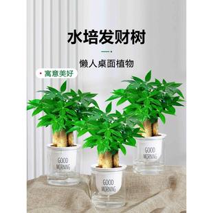 新客减水培驱蚊植物薄荷文竹柏绿萝九里香发财树花盆栽室内情绪稳