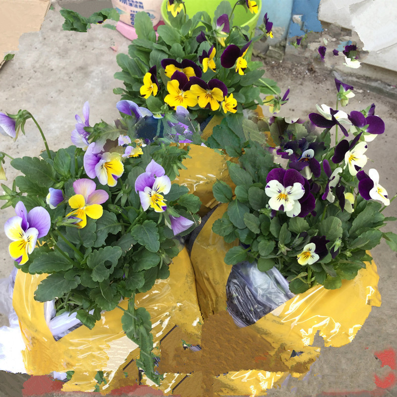 三色堇盆栽苗角景耐寒冷猫儿脸阳台盆栽花卉植物蝴蝶