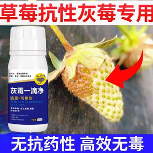 灰霉一滴净100毫升装 一亩地一瓶防止60天灰霉病叶霉病熏蒸专用