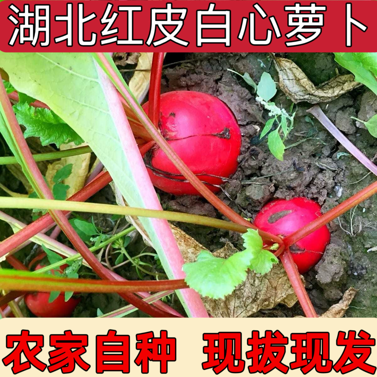 现摘红皮萝卜新鲜泡菜红萝卜当季蔬菜批发脆甜农家自种湖北直发,水产肉类/新鲜蔬果/熟食,萝卜/胡萝卜,淘宝优惠券,粉丝福利购,淘宝优惠卷
