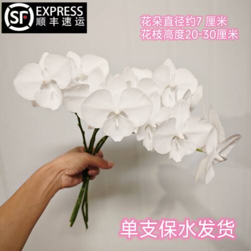 蝴蝶兰鲜切花瓶插花白天鹅V3大白高档花材基地直发