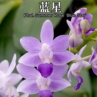原生趣味蝴蝶兰蓝星续花型3.0寸  紫马丁 小茴紫（蓝宝石  紫式部