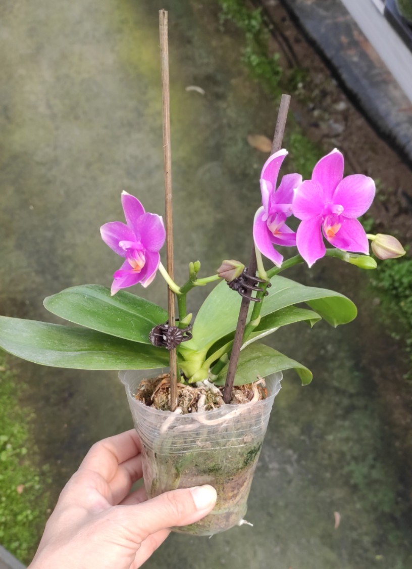 蝴蝶兰迷迭香开花株绿植