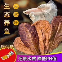 Thai Douyu, применимый к оливковому сложному кислотно -щелочке, регулирующая черепаха -дракон -эй, листовые рыбы, регулятор pH, ленивый ландшафт листьев