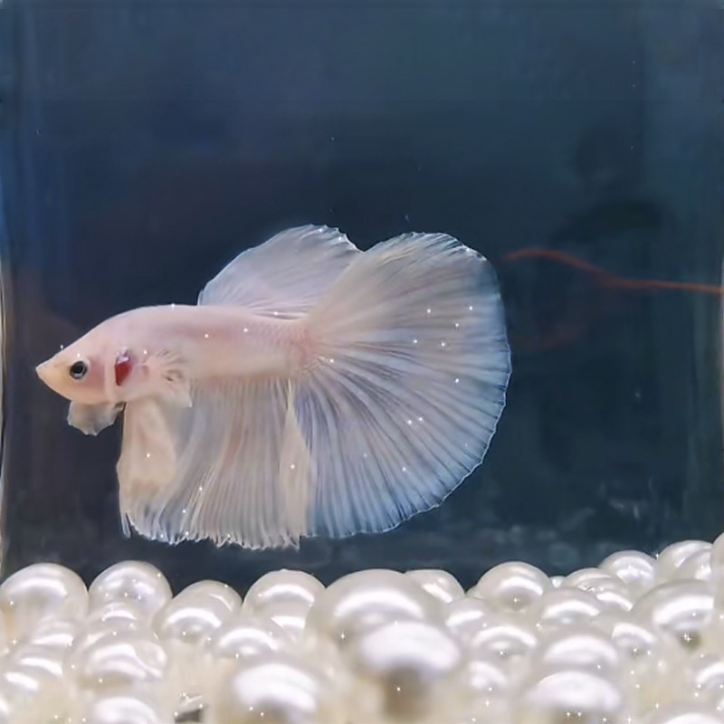 珍珠装饰鱼缸造景小型斗鱼缸孔雀鱼金鱼半月生态鱼缸水族摆件装饰