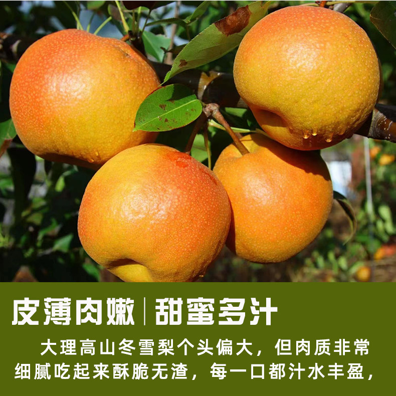 云南大理高山冬雪梨麦地湾梨果大甜嫩多汁核小色泽好富含氨基酸,水产肉类/新鲜蔬果/熟食,梨,淘宝优惠券,粉丝福利购,淘宝优惠卷
