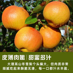 云南大理高山冬雪梨麦地湾梨果大甜嫩多汁核小色泽好富含氨基酸