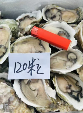 半壳生蚝鲜活冷冻牡蛎