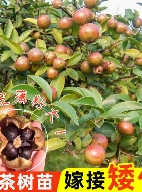 嫁接油茶苗良种正宗油茶树苗