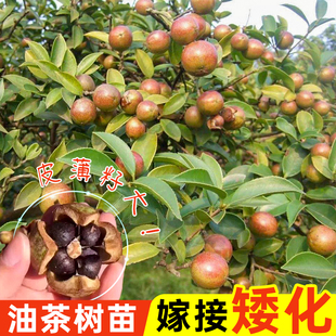 嫁接油茶苗良种正宗油茶树苗矮化茶籽树苗长林系红皮大果白花