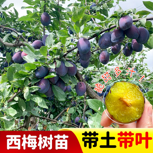 嫁接西梅树特大室外盆栽