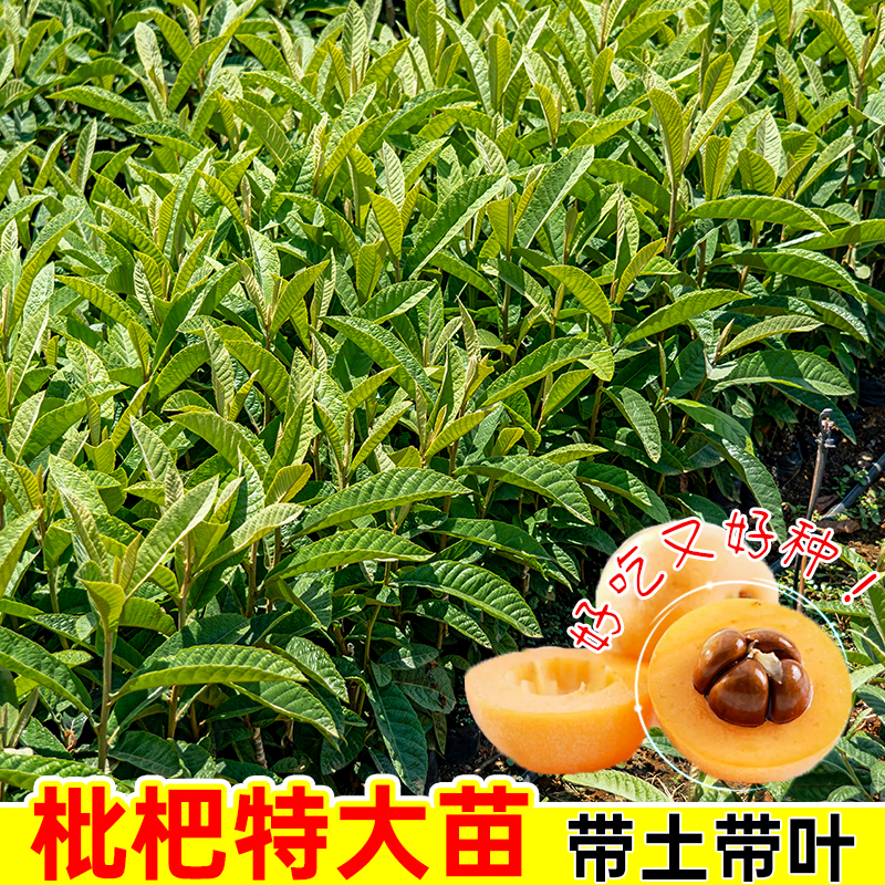 枇杷树苗大五星枇杷当年结果