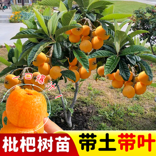 正宗枇杷树苗嫁接大五星苗早熟早钟当年结果南方北方种植地栽盆栽