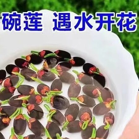碗莲种子已开口四季播种水培植物睡莲荷花种子室内分在绿植花卉
