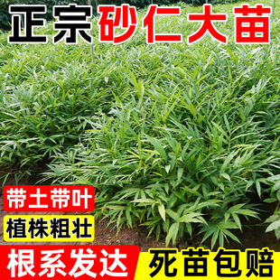 中草药阳春春砂仁苗阳春特色盆栽地栽蟠龙正宗春砂仁种苗带芽壮苗
