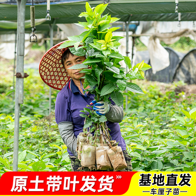 车厘子苗樱桃树苗营养杯苗包成活