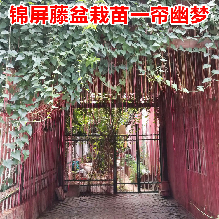 锦屏藤苗一帘幽梦富贵帘龙须藤爬藤植物垂吊耐晒隔热珠帘藤苗绿植