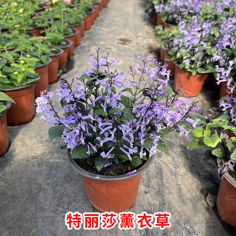 特丽莎薰衣草花苗阳台庭院种植观赏花卉植物盆栽基地直发带盆带花