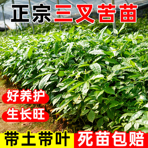 广西正宗三叉苦苗三桠苦树苗三丫苦药材三丫苦三岔叶带土南方种植