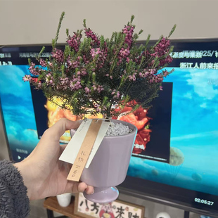 欧石楠盆栽耐寒植物常绿北方户外庭院喜阴花卉冬季阳台花镜绿植物